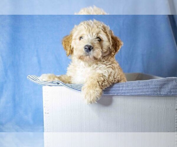 Medium Photo #3 Miniature Labradoodle Puppy For Sale in MILLERSBURG, OH, USA
