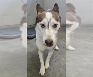 Siberian Husky Dogs for adoption in Camarillo, CA, USA