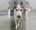 Small Siberian Husky