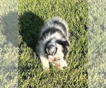 Small #3 Shetland Sheepdog