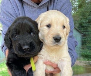 Golden Labrador Puppy for Sale in PORT ORCHARD, Washington USA