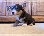 Small #1 Pembroke Welsh Corgi