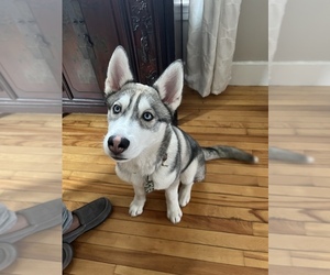 Siberian Husky Puppy for sale in FITCHBURG, MA, USA