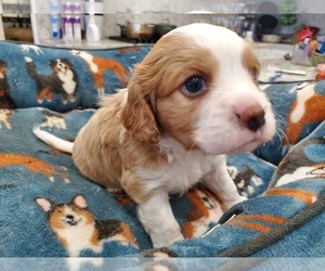 Cavapoo Puppy for sale in AUSTIN, TX, USA