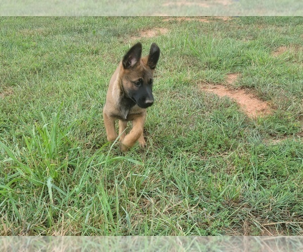Medium Photo #5 Belgian Malinois Puppy For Sale in CHESNEE, SC, USA