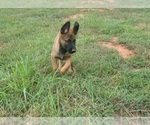 Small Photo #5 Belgian Malinois Puppy For Sale in CHESNEE, SC, USA