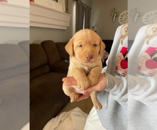 Medium Photo #1 Labrador Retriever Puppy For Sale in HEDRICK, IA, USA