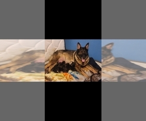 Mother of the German Shepherd Dog puppies born on 10/29/2022