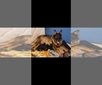 Small Photo #1 German Shepherd Dog Puppy For Sale in ROCKFORD, IL, USA