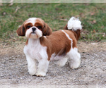 Small Photo #1 Shih Tzu Puppy For Sale in SYRACUSE, IN, USA