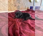 Puppy Sophi Labrador Retriever
