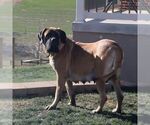 Small Photo #1 Mastiff Puppy For Sale in RED LION, PA, USA