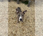 Small #6 American Pit Bull Terrier
