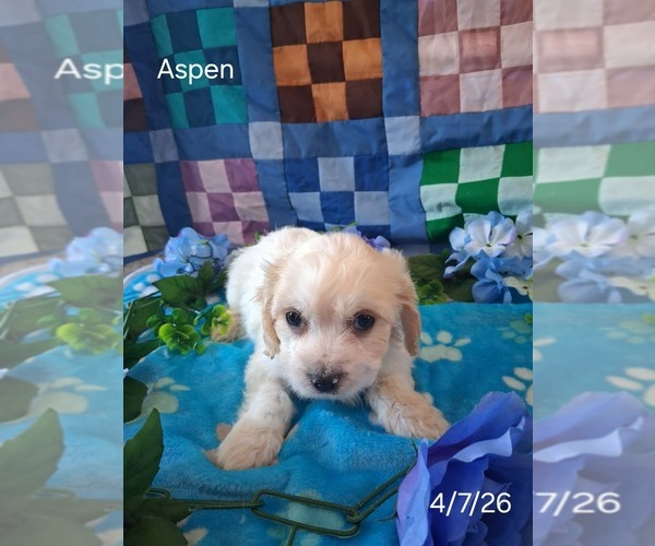 Medium Photo #2 Cavachon Puppy For Sale in MOUNT PLEASANT, MI, USA
