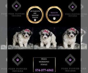 Medium Morkie