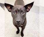 Small #1 Labrador Retriever