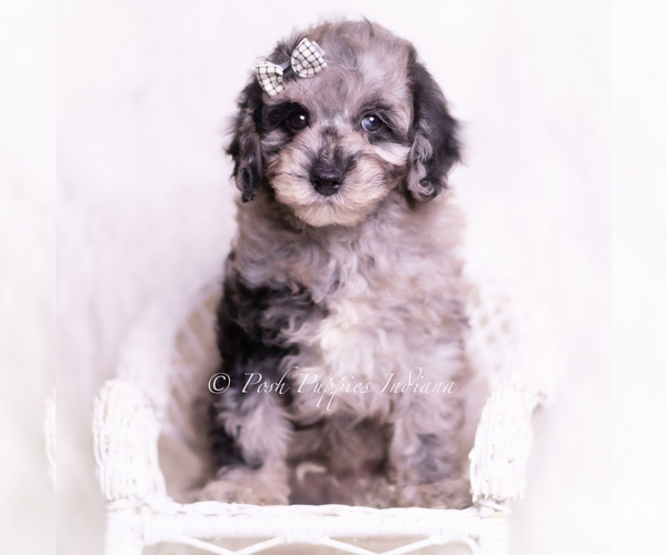 Medium Photo #6 Poodle (Miniature) Puppy For Sale in WARSAW, IN, USA
