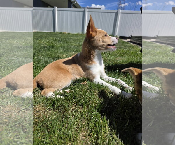 Medium Photo #7 Collie-Unknown Mix Puppy For Sale in Sandy, UT, USA
