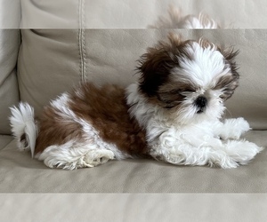 Shih Tzu Puppy for sale in REDINGTN SHOR, FL, USA