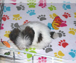 Small Photo #6 Shih Tzu Puppy For Sale in ORO VALLEY, AZ, USA