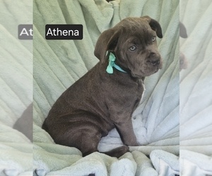 Cane Corso Puppy for sale in MINERAL WELLS, WV, USA