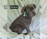 Image preview for Ad Listing. Nickname: Athena