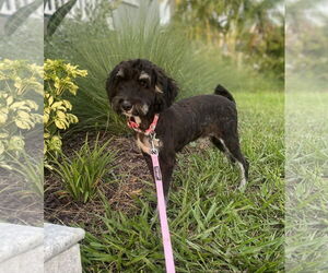 Miniature Bernedoodle Dogs for adoption in Valrico, FL, USA