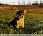 Puppy Puppy 2 Pembroke Welsh Corgi