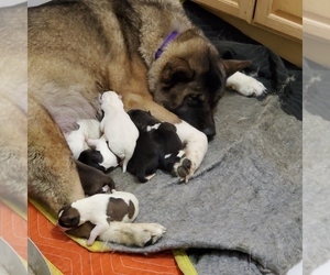 Akita Puppy for sale in NORTH PORT, FL, USA