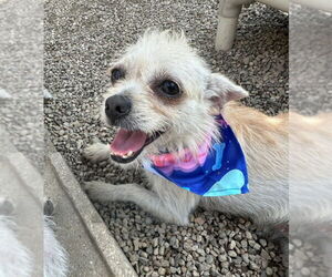 ShiChi Dogs for adoption in Mukwonago, WI, USA