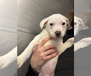 Mutt Dogs for adoption in Elmsford, NY, USA