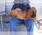 Small Photo #7 Bloodhound Puppy For Sale in JEROME, ID, USA