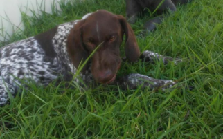 German Shorthaired Pointer Puppy for sale in CORPUS CHRISTI, TX, USA