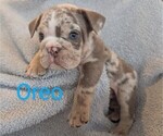 Puppy Oreo Bulldog