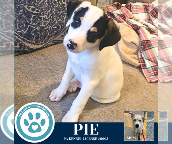 Medium Photo #8 Beagle-Unknown Mix Puppy For Sale in Kimberton, PA, USA