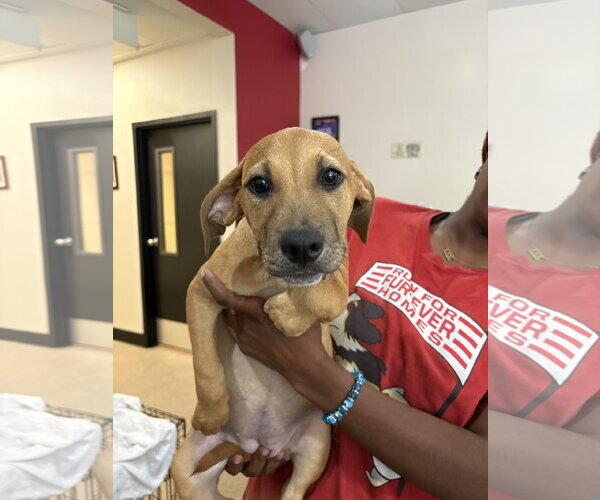 Medium Photo #2 Black Mouth Cur-Unknown Mix Puppy For Sale in Sanford, FL, USA