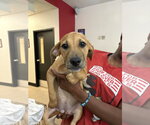 Small #1 Black Mouth Cur Mix
