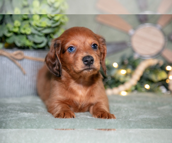 Medium Photo #2 Dachshund Puppy For Sale in NAPPANEE, IN, USA