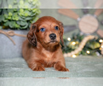 Small #1 Dachshund