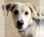 Sammi - Female Mutt Dog for Adoption - Small photo