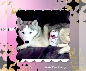 Mother of the Pomsky puppies born on 11/27/2024