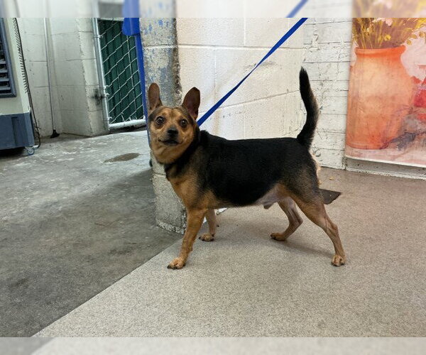 Medium Photo #1 Chihuahua-Unknown Mix Puppy For Sale in San Bernardino, CA, USA