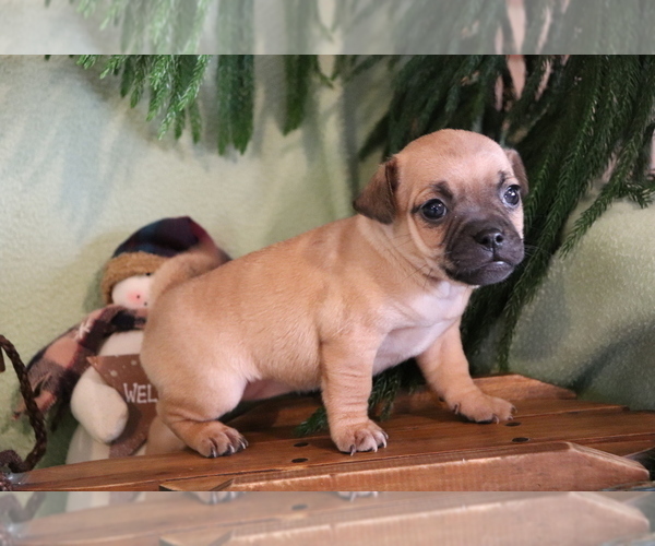 Medium Photo #2 Jug Puppy For Sale in SHILOH, OH, USA