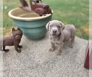 Buffy - Female Labrador Retriever-Unknown Mix Dog for Adoption - Photo #2