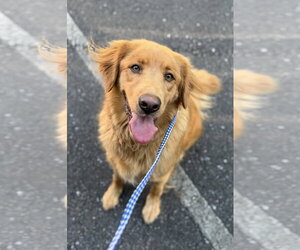 Izzy - Female Golden Retriever Dog for Adoption - Photo #2