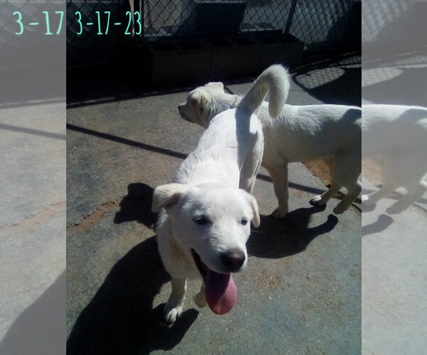 Medium Photo #15 Mutt Puppy For Sale in Apple Valley, CA, USA