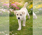 Small Labrador Retriever