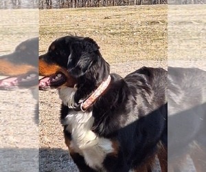 Bernese Mountain Dog Puppy for Sale in SAINT JOSEPH, Missouri USA