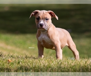 American Bulldog Puppy for sale in CHANDLER, AZ, USA