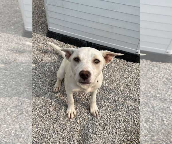 Medium Photo #3 Mutt Puppy For Sale in Bolivar, MO, USA